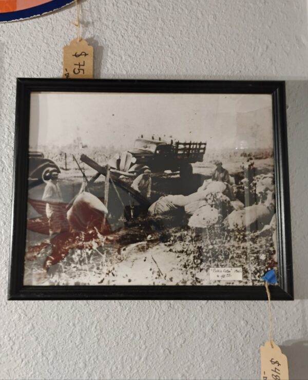 Vintage Picking Cotton Photo
